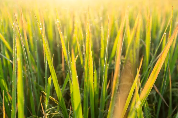 Water drops of dew on rice grass in the morning,blur and soft fo — Stock Photo, Image