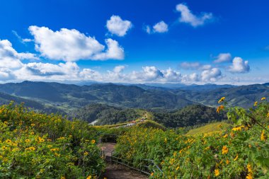 Tung bua tong Meksikalı ayçiçeği maehongson, Tayland