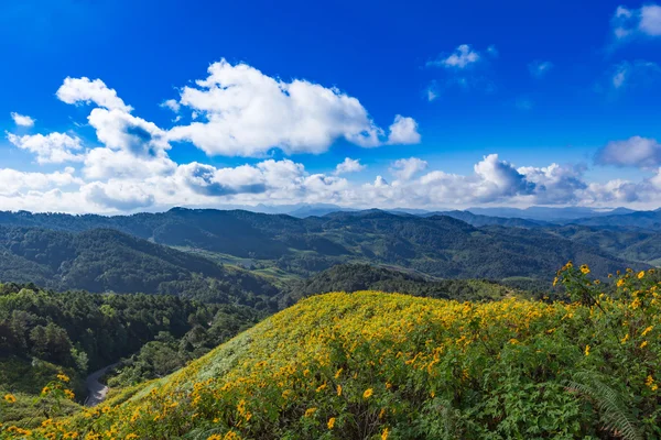 Дун Bua Tong мексиканські соняшника в Maehongson, Таїланд — стокове фото