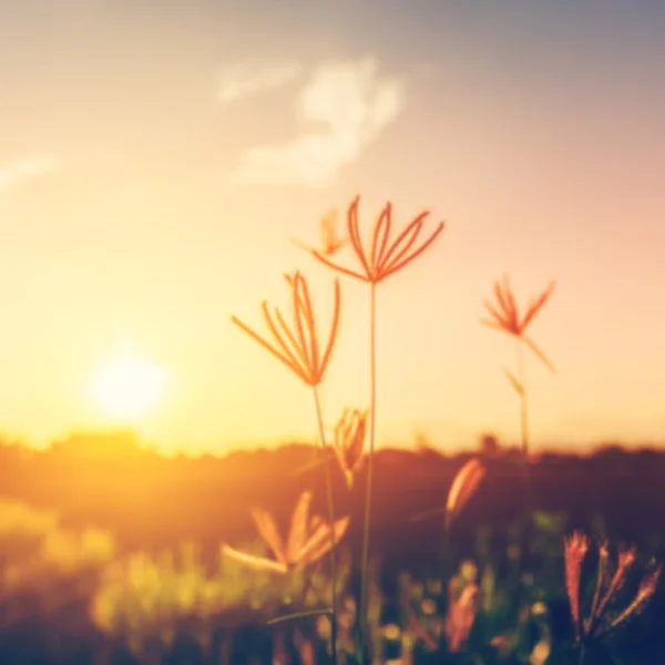 Abstrato desfocado flor selvagem e pôr do sol com filtro vintage unfo — Fotografia de Stock