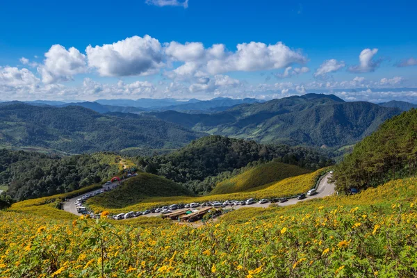 Дун Bua Tong мексиканські соняшника в Maehongson, Таїланд — стокове фото