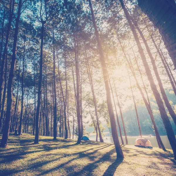 Floresta de larício com luz solar e sombras ao nascer do sol com vintage s — Fotografia de Stock