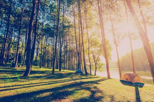 Floresta de pinheiros com luz solar e sombras ao nascer do sol com vinta — Fotografia de Stock