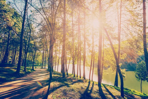 Pinjeskog med solljus och skuggor vid soluppgången med vinta — Stockfoto