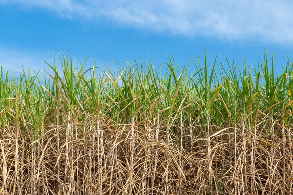 Trzciny cukrowej na polu rolnictwa w Tajlandii. — Zdjęcie stockowe