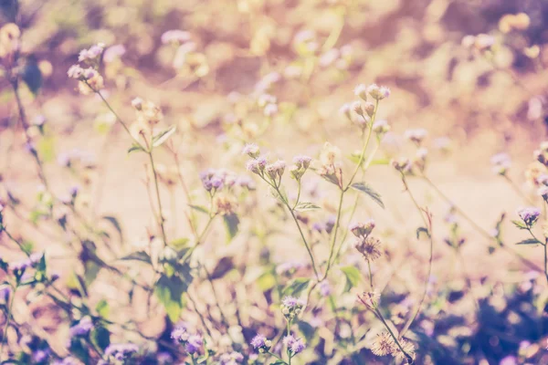 Meadow flowers plants and sunlight in outdoor. Vintage style. — Stock Photo, Image