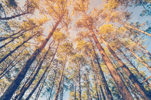 Pinheiro em floresta natural e luz solar com tom vintage . — Fotografia de Stock