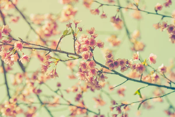 Cherry blossom vintage and sotf light for natural background — Stock Photo, Image