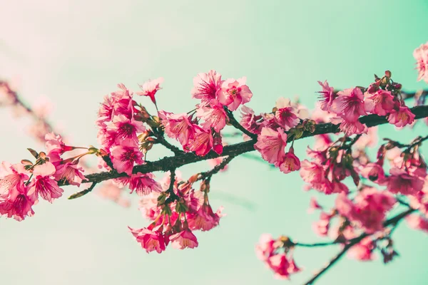 Fleur de cerisier vintage et lumière douce pour un fond naturel — Photo