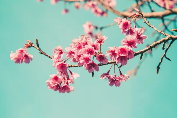 Cherry blossom vintage and soft light for natural background — Stock Photo, Image
