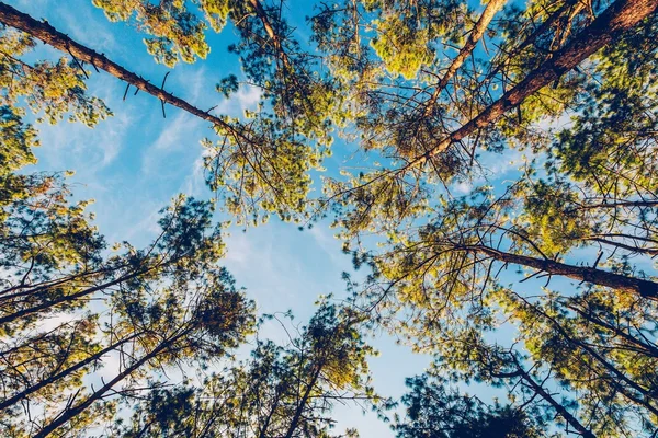 Pino nella foresta naturale e la luce del sole con tono vintage . — Foto Stock