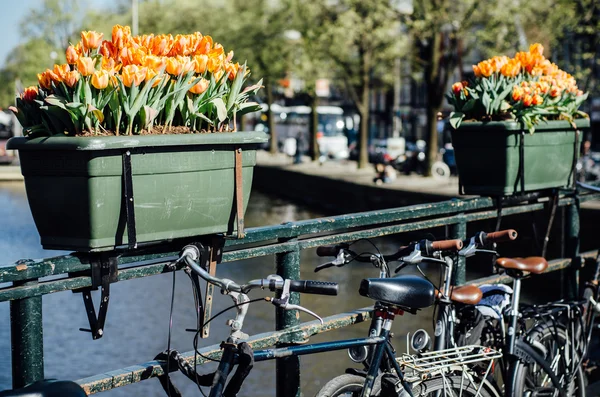 Тюльпан и велосипеды в Амстердаме — стоковое фото