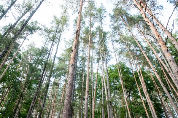 sakin forrest