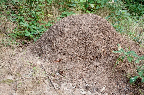 Ameisenhaufen Stockfoto