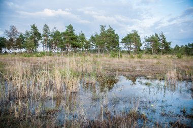 marshes, Estonia clipart