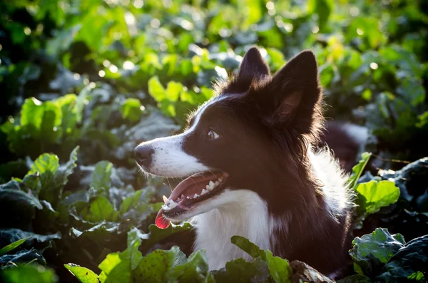 Perro en la luz del atardecer —  Fotos de Stock