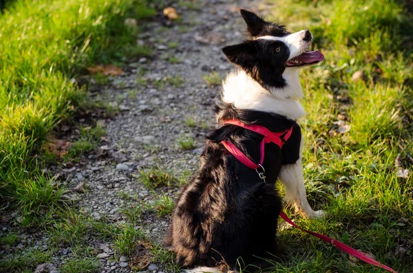 Hond te wachten op het pad — Stockfoto
