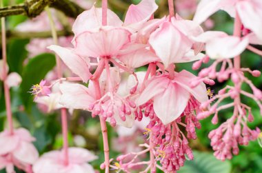 Rainfo Medinilla magnifica, Melastomataceae, pembe çiçekler