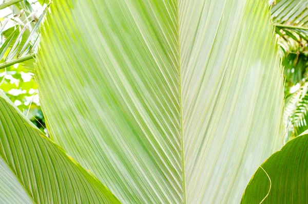 Fondo de hoja de palma verde — Foto de Stock