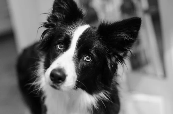 Cute Border Collie — Stock Photo, Image