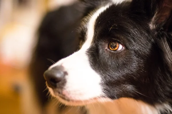 Cute Border Collie — Stock Photo, Image