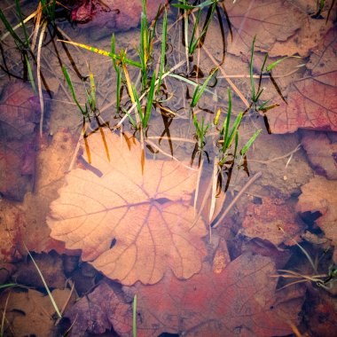 Yaprak ve ot suyun altında