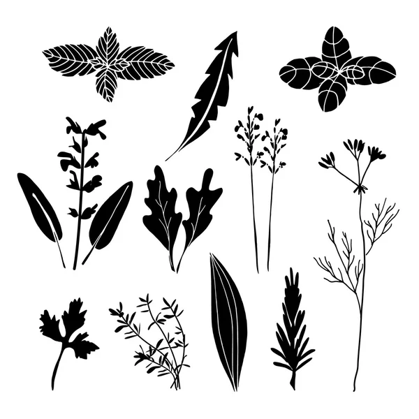 Set of hand drawn black herbs, vectors, isolated objects — Stock Vector