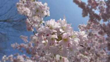 Biraz esinti, closeup Hd ayak hareketli çiçek Japon kiraz ağacı, sakura bahar güneşli gün, dalları