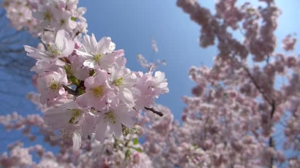 Ιαπωνικό ανθίζοντας δέντρου κερασιών, sakura στην ηλιόλουστη ημέρα άνοιξη, υποκαταστήματα μικρή μετακίνηση στο αεράκι, closeup βίντεο Hd — Αρχείο Βίντεο