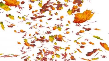 Uçan renkli meşe, tatlı sakız ve akçaağaç yaprakları. Sonbahar, Güz arka plan. İzole öğeleri beyaz arka plan üzerinde. Ağır çekim, yakın çekim Hd gerçekçi 3d animasyon.