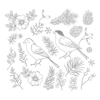 Set of Christmas birds and floral illustrations. Bullfinch and golden finch with flowers, leaves and fir and pinte tree branches and cones. Rose bloom, hips engravings. Isolated vector illustration. clipart