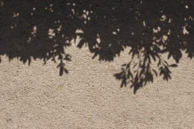 Ağaç dalları ve yaprakları bej rengi beton kaplama arka planda, duvarda. Parlak güneş ışığında subtropik bitkinin koyu gölgesi. Yaz tatili kavramı. Boş kopyalama alanı.