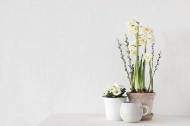 Easter floral composition. Spring still life. Cup of coffee, potted primrose, pussy willow branches. Yellow daffodil flowers. White table background. Styled stock photo. Web banner, empty copy space.