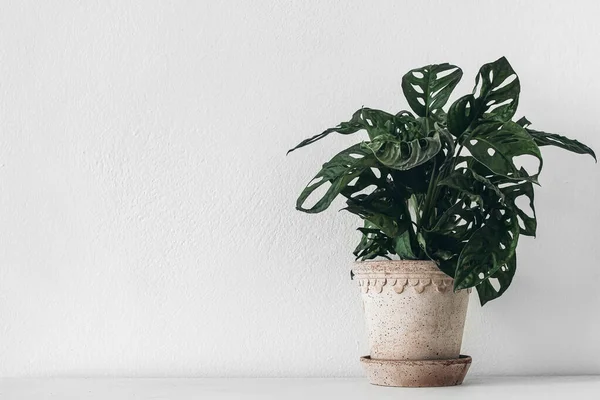 Monstera met donkere weelderige decoratieve bladeren. Klei bloempot op houten tafel. Witte muur achtergrond. Lege kopieerruimte. Potplant in Assepoester, natuurlijke huisdecoratie. Stadsjungle-concept. — Stockfoto