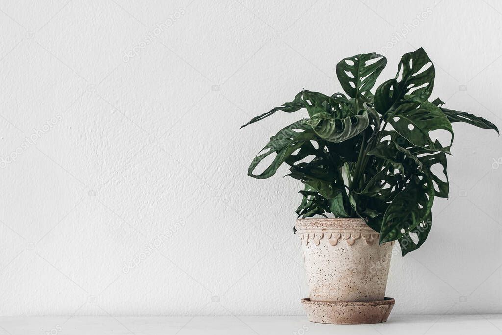 Monstera with dark lush decorative leaves. Clay flower pot on wooden table. White wall background. Empty copy space. Potted plant in inderior, natural home decoration. Urban jungle concept.