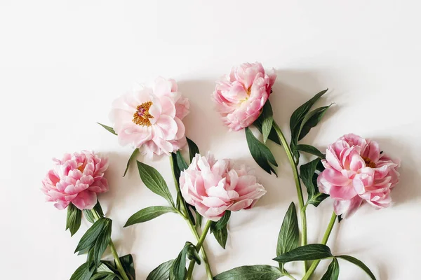 하얀 탁자 배경에 녹색 잎이 달린 분홍색 꽃들이 피어나고 있다. 꽃무늬, 현수막. 평평하고, 맨 위에 보이는 것이죠. 블로그를 위한 사진. 여성 식물학적 구성이야. 스타일있는 주식 사진. — 스톡 사진