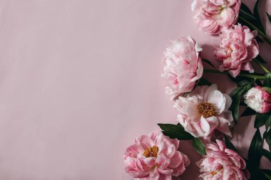 Huysuz dekoratif çiçek köşesi şakayık çiçeklerinden yapılmış pankart pembe masa arkasında izole edilmiş taç yaprakları. Boş kopyalama alanı. Düz yerde, üst tarafta. Blog için resim. Yaz düğünü ya da doğum günü konsepti.