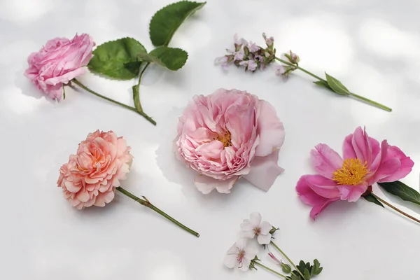 여름 꽃 이 만 발 한 정원. 하얀 탁자 위에는 햇빛을 받아 다채 로운 꽃들 과 약초들 이 따로따로 놓여 있습니다. 영국의 장미, 현자, 조랑말, 제라늄 꽃, 나뭇잎. 선택적 인 초점, 흐릿 한 배경 — 스톡 사진