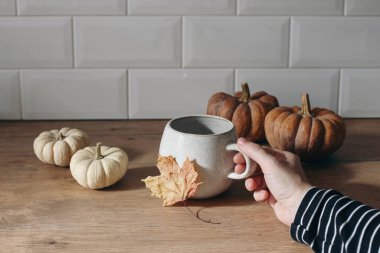 Sonbahar hala hayattır. Çizgili gömlekli kadın bir fincan kahve tutuyor. Balkabağı ve akçaağaç yaprağıyla tebrik kartı modeli. Güneş ışığı mutfağında ahşap masa arka planı. Şükran Günü, Cadılar Bayramı.