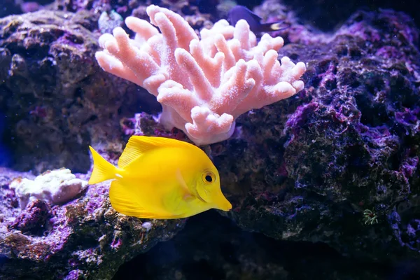 Peixes tropicais nadam perto do recife de coral. Vida subaquática . — Fotografia de Stock