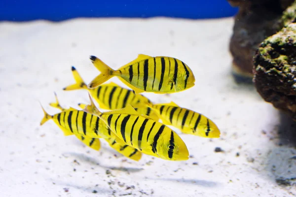 Tropikalne ryby pływać w pobliżu rafy koralowej. Podwodne życie. — Zdjęcie stockowe