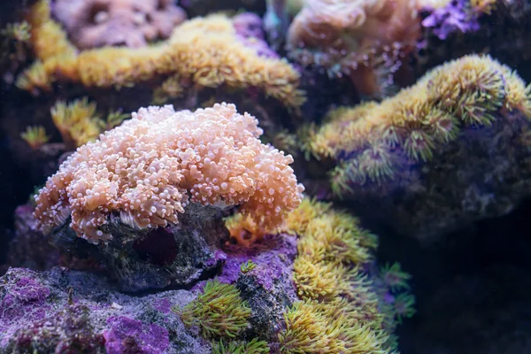 Živé korálový útes. Podmořský život. — Stock fotografie