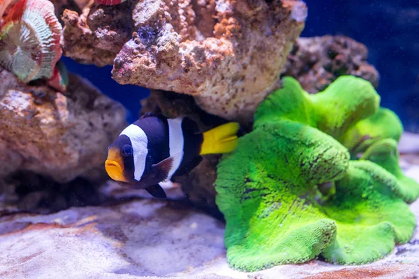 Peixes tropicais nadam perto do recife de coral. Vida subaquática . — Fotografia de Stock