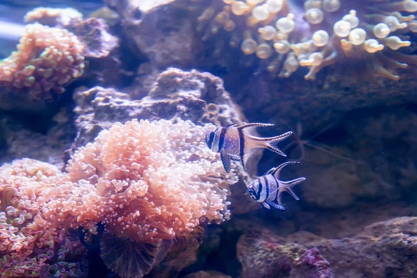 Tropické ryby plavat v blízkosti korálového útesu. Podmořský život. — Stock fotografie