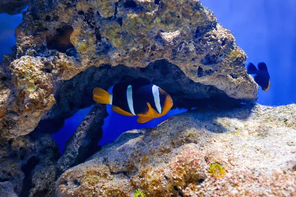 Peixes tropicais nadam perto do recife de coral. Vida subaquática . — Fotografia de Stock