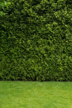 Doğal yeşil duvar doku. Yaprakları arka plan