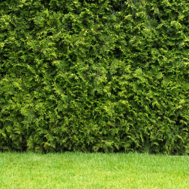 Doğal yeşil duvar doku. Yaprakları arka plan