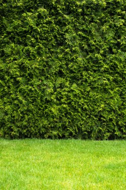 Doğal yeşil duvar doku. Yaprakları arka plan