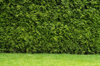 Doğal yeşil duvar doku. Yaprakları arka plan