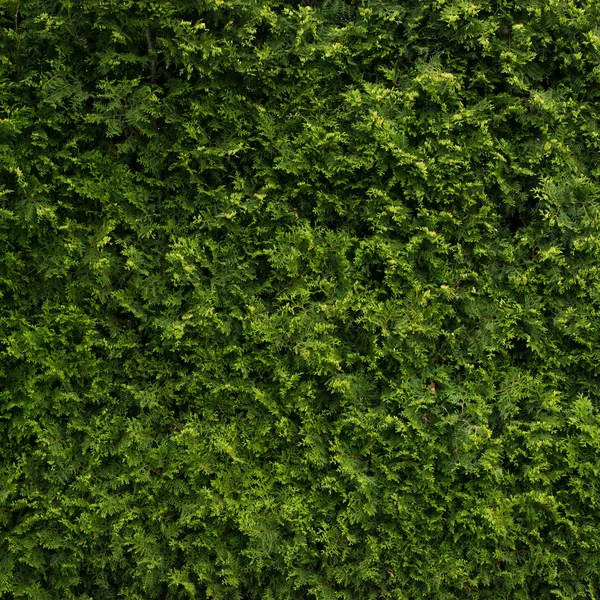Doğal yeşil duvar doku. Yaprakları arka plan — Stok fotoğraf